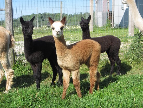 Kickin' Back Alpaca Ranch