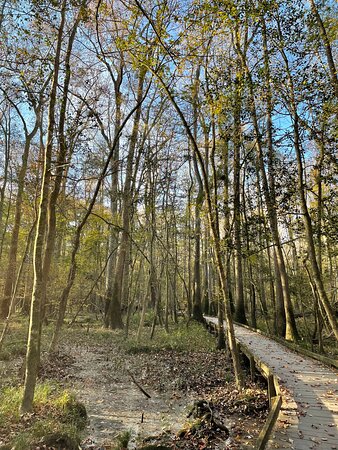Boardwalk Trail