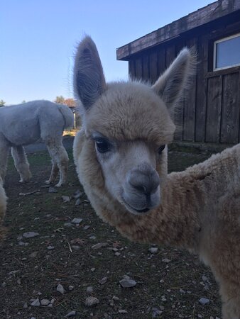 Pohopoco Creek Alpacas