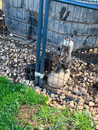 Iron P Homestead Zoo
