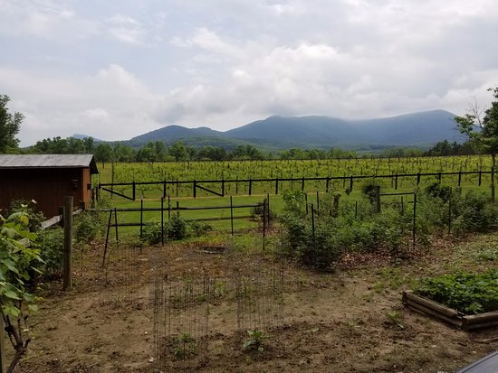 Mountain View Vineyard
