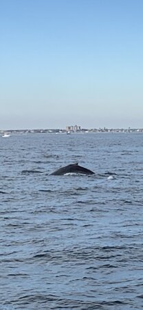 Jersey Shore Whale Watch