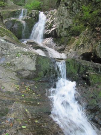 Chester-Blandford State Forest