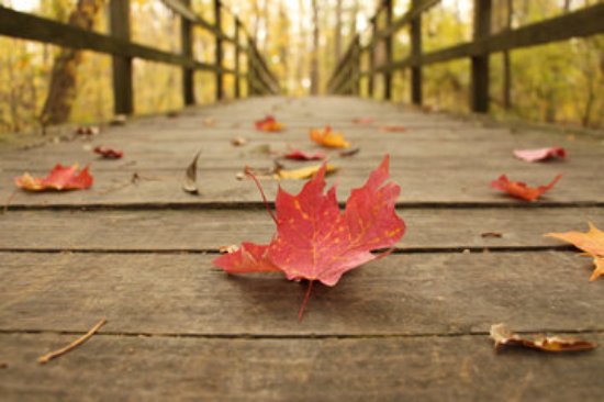 Cedar Creeks Preserve
