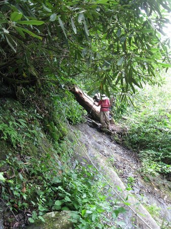 Chattooga River Trail