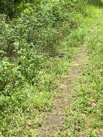 CREW - Bird Rookery Swamp Trails