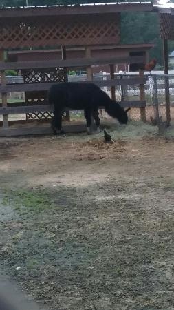 Livemon Park & Mini Zoo