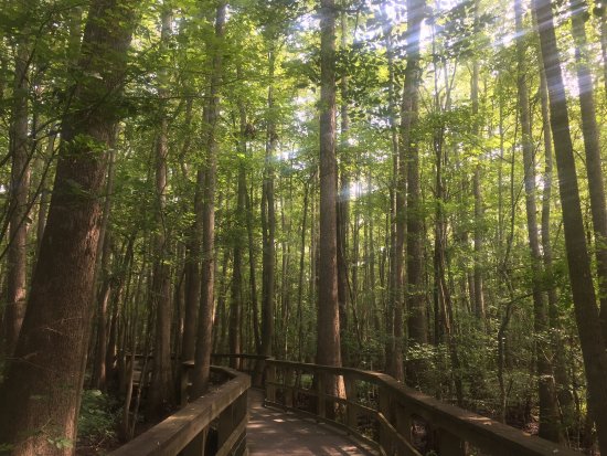 Cashie Wetlands Walk